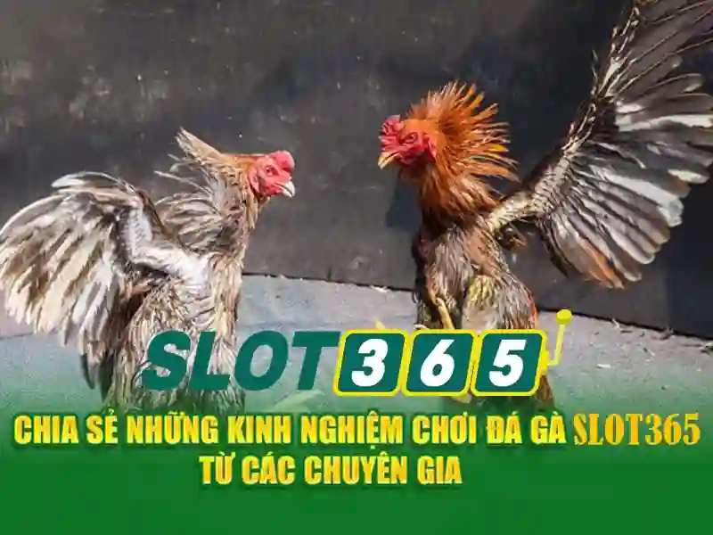 Lợi ích khi chơi tại Slot365