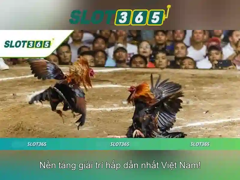 Slot365: Nền tảng slots trực tuyến hàng đầu Giao diện nhà cái hoàn hảo